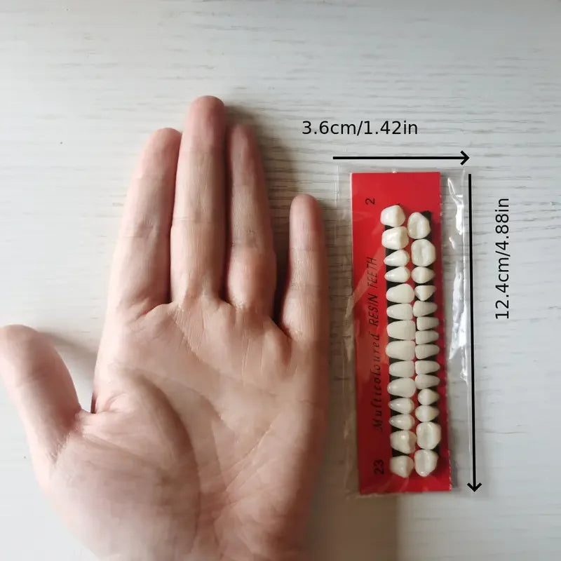 28pcs Dental Training Model Permanent Teeth Model Resin Denture Teeth Teaching Props Dentistry Technician Practice Beauty World Shop