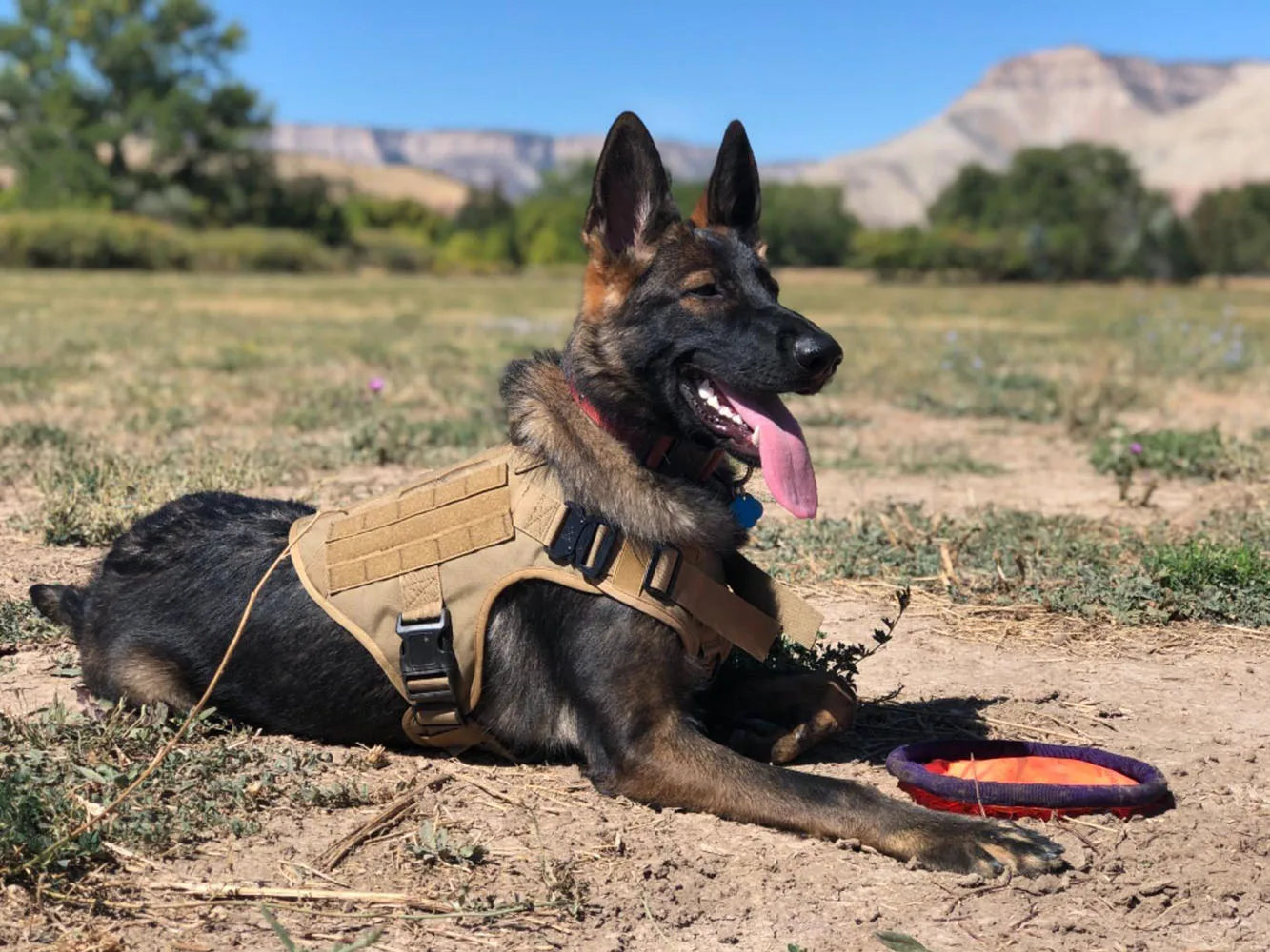 Military Large Dog Harness Training Pet Vest for French Bulldog German Shepherd Malinois Tactical Harnesses For Dogs Accessories Beauty World Shop