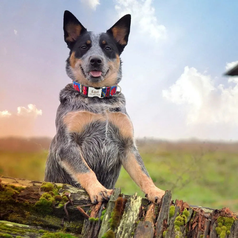 Adjustable Nylon Dog Collar Personalized Dogs Cat ID Collars With Engraved Name Buckle Anti-lost for Small Medium Large Dogs Beauty World Shop