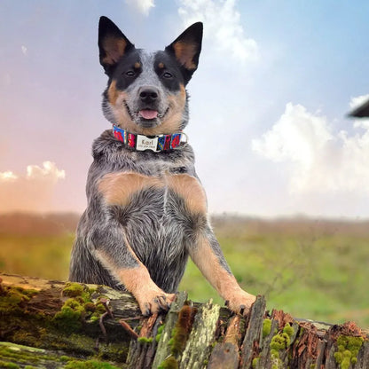 Adjustable Nylon Dog Collar Personalized Dogs Cat ID Collars With Engraved Name Buckle Anti-lost for Small Medium Large Dogs Beauty World Shop