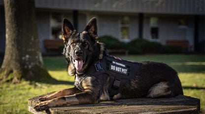 Military Large Dog Harness Training Pet Vest for French Bulldog German Shepherd Malinois Tactical Harnesses For Dogs Accessories Beauty World Shop
