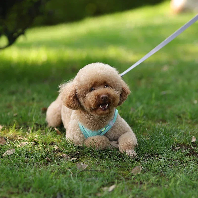 Puppy Harness Set Dog Accessories Adjustable Pet Vest Dogs French Bulldog Chihuahua Small Dog Collar Supplies Products Home Beauty World Shop