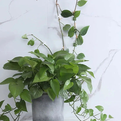 10/20pcs-Plant Fixator Wall Mounted Universal Hook Used for Hanging Baskets Climbing Vines Plant Home Garden Accessories Beauty World Shop