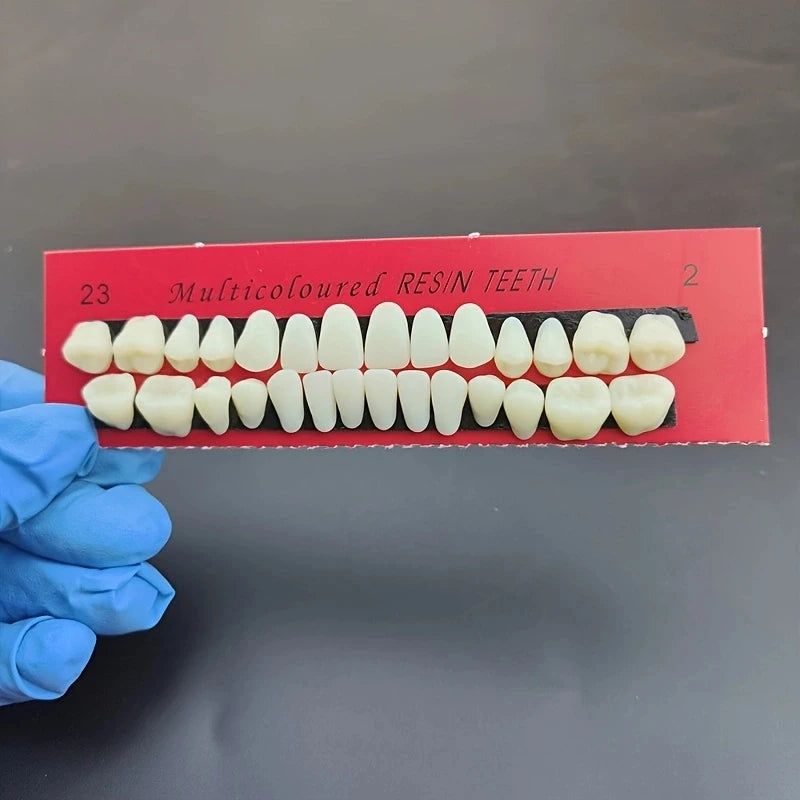 28pcs Dental Training Model Permanent Teeth Model Resin Denture Teeth Teaching Props Dentistry Technician Practice Beauty World Shop