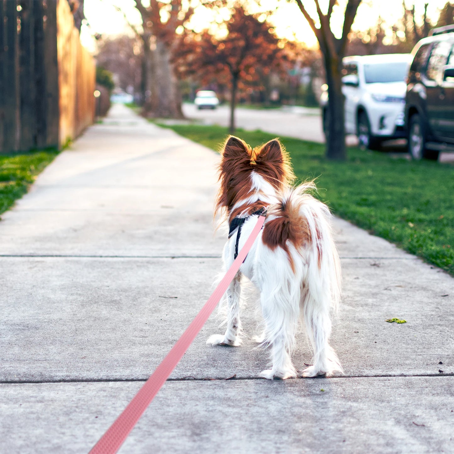 1.8M 3M 5M 10M  PVC Dog Leash large dog Medium non-slip Waterproof and easy to clean running dog training Leash long strong Beauty World Shop