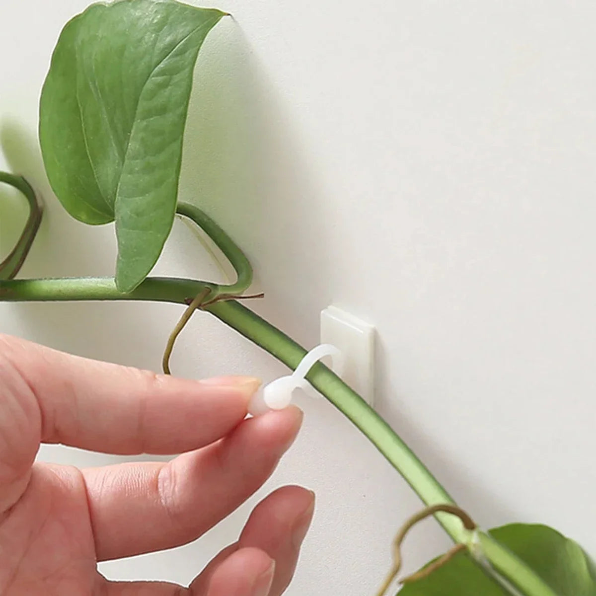 10/20pcs-Plant Fixator Wall Mounted Universal Hook Used for Hanging Baskets Climbing Vines Plant Home Garden Accessories Beauty World Shop