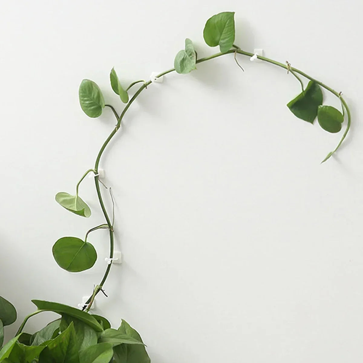 10/20pcs-Plant Fixator Wall Mounted Universal Hook Used for Hanging Baskets Climbing Vines Plant Home Garden Accessories Beauty World Shop