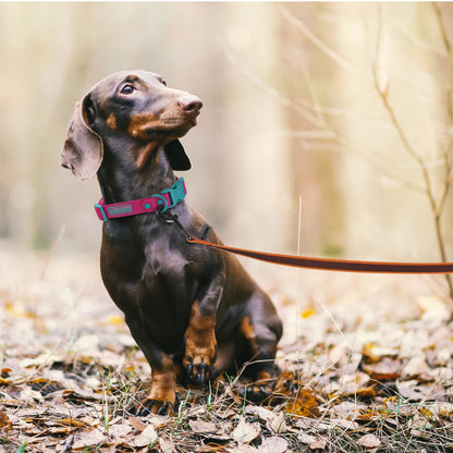 1.5M 2M 3M 15M Medium small Long Dog Leash 10M Latex Silk Easy and Convenient Light Training Big Dog Leashes 5 meter