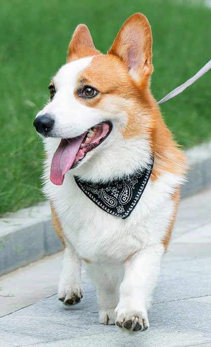 PU Cat Dog Collar with Scarf for Small Medium Dogs Chihuahua Corgi Puppy Adjustable Collars Pet Supplies accesorios para perros