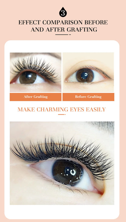DeceMars 6D-W shaped eyelash extension Beauty World Shop