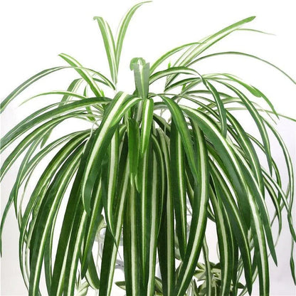 Artificial Plants Wall Hanging Chlorophytum Potted Green Plants PVC Fake Plants Simulation Flower Living Room Decor 65cm Beauty World Shop
