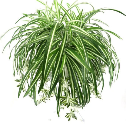 Artificial Plants Wall Hanging Chlorophytum Potted Green Plants PVC Fake Plants Simulation Flower Living Room Decor 65cm Beauty World Shop