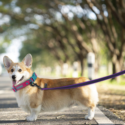 1.5M/2M/5M/3M/15M Medium small Long Dog Leash Latex Silk Easy and Convenient Training Big Dual color dog leash 10 meters Beauty World Shop