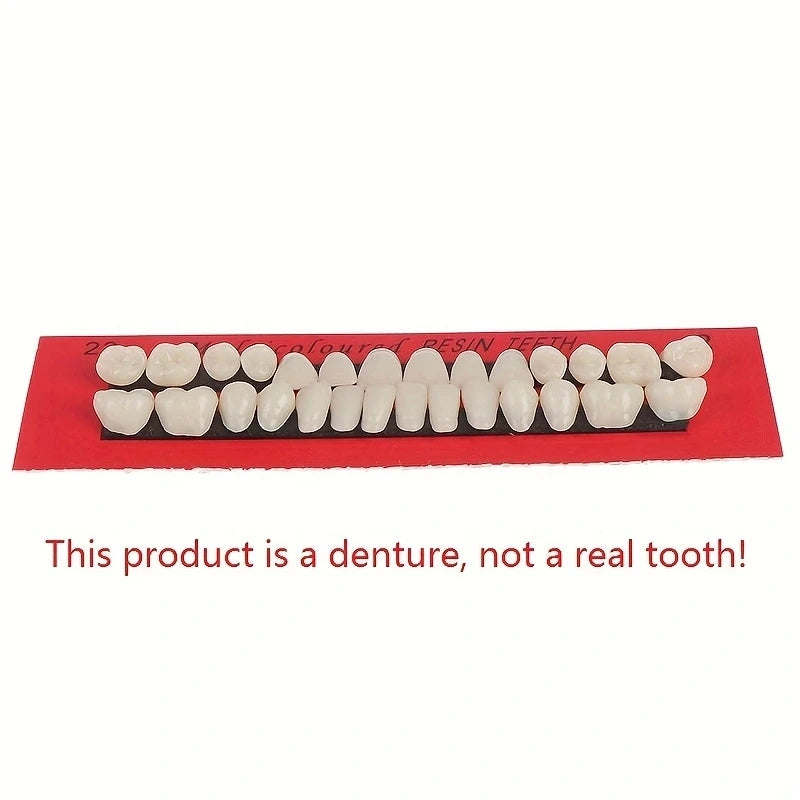 28pcs Dental Training Model Permanent Teeth Model Resin Denture Teeth Teaching Props Dentistry Technician Practice Beauty World Shop