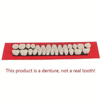28pcs Dental Training Model Permanent Teeth Model Resin Denture Teeth Teaching Props Dentistry Technician Practice Beauty World Shop