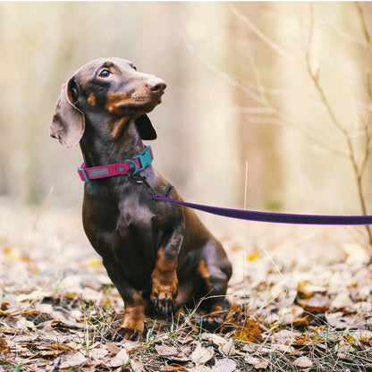 1.5M/2M/5M/3M/15M Medium small Long Dog Leash Latex Silk Easy and Convenient Training Big Dual color dog leash 10 meters Beauty World Shop