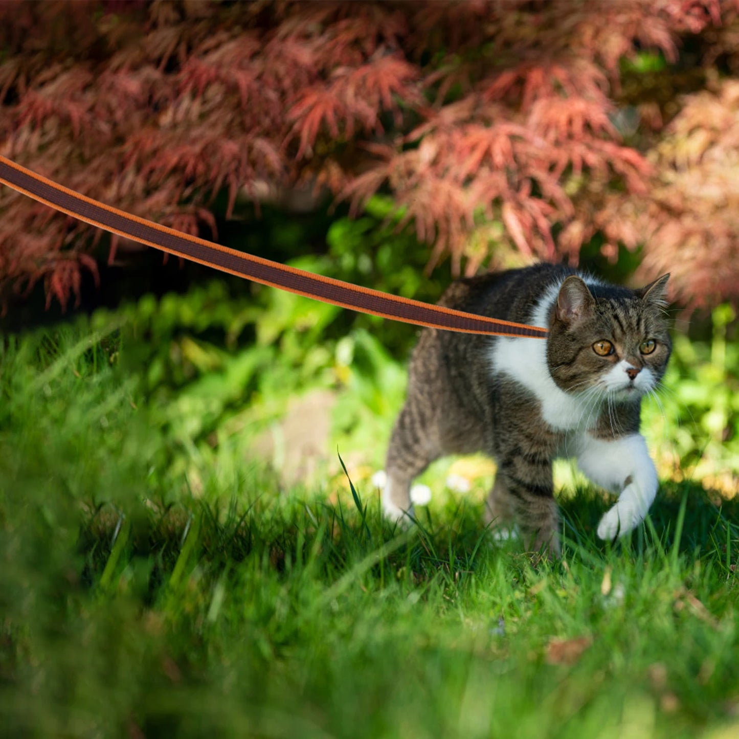 1.5M 2M 3M 15M Medium small Long Dog Leash 10M Latex Silk Easy and Convenient Light Training Big Dog Leashes 5 meter