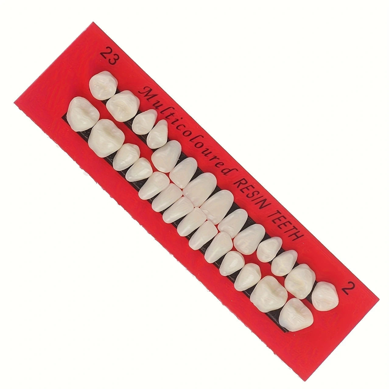 28pcs Dental Training Model Permanent Teeth Model Resin Denture Teeth Teaching Props Dentistry Technician Practice Beauty World Shop