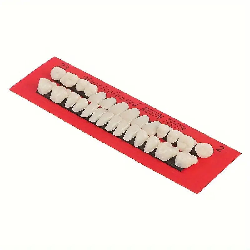 28pcs Dental Training Model Permanent Teeth Model Resin Denture Teeth Teaching Props Dentistry Technician Practice Beauty World Shop