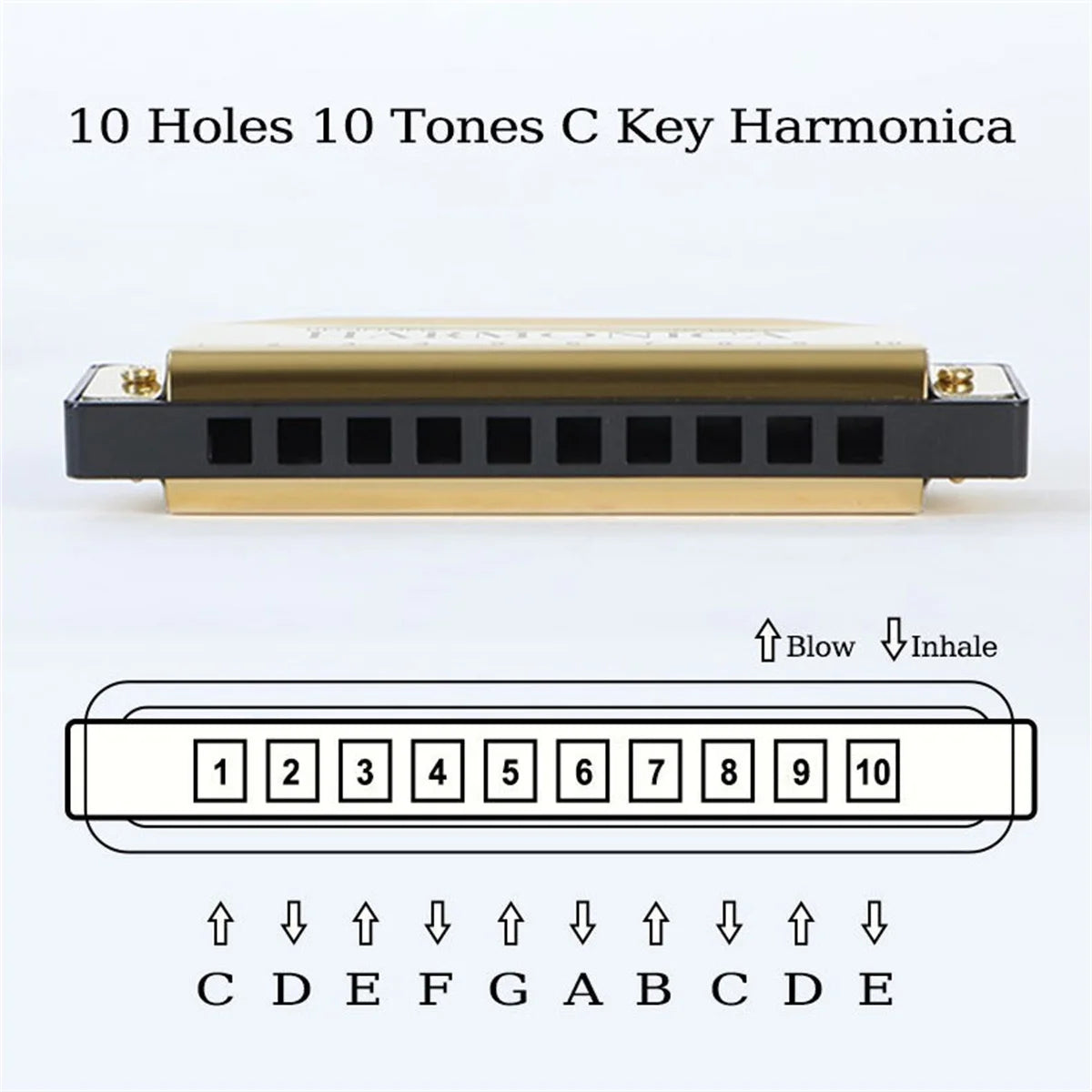 Miwayer 10 Holes Harmonica Key of C ,  Colorful Metal Shell  with Case for Beginner Students Kids Gift with Case Beauty World Shop
